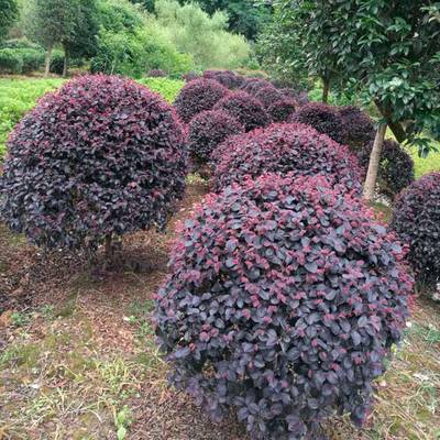 武漢辦公室植物租擺綠植報價,辦公室園藝價格園林養(yǎng)護(hù)